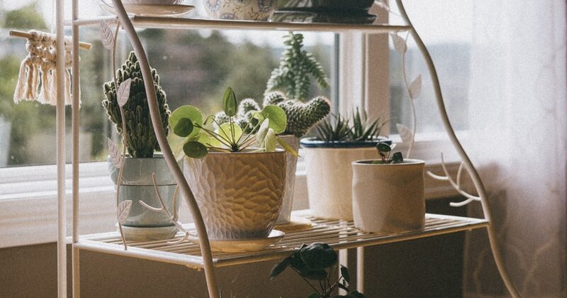 green potted plant on white metal shelf