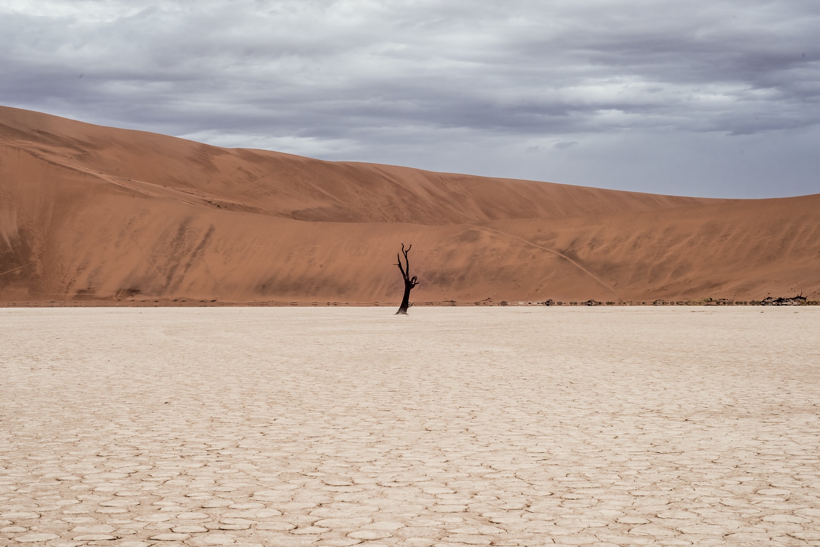 brown tree on dried ground at daytime