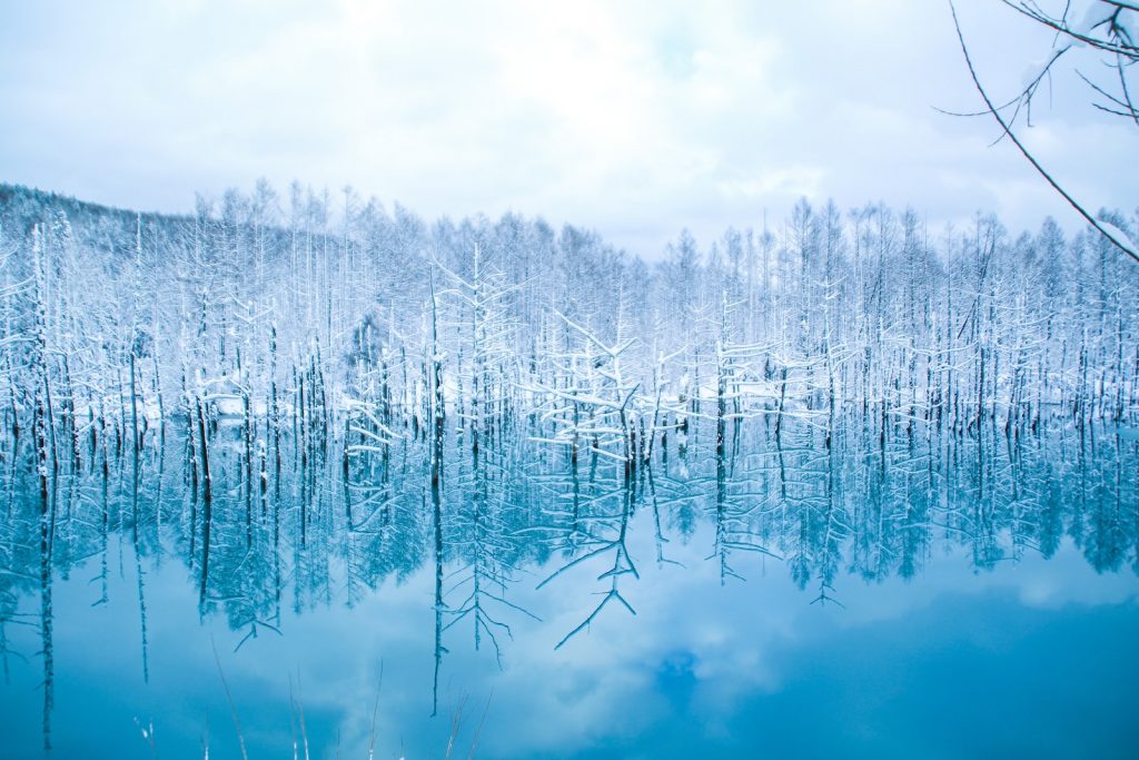 green trees on snow covered ground